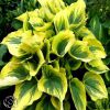 Hosta Ivory Coast